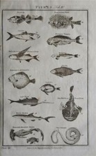 RARE LARGE 1785 ANTIQUE ENGRAVING - FISHES : POGGE, SHARKS, SEA SNAKE, SAW FISH