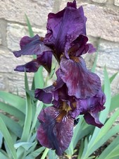 2 Bearded Iris (Black)