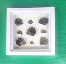 Ammonite Pyrite Polished face Fossils in 20cm Box frame Age Cretaceous