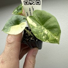 Alocasia Platinum Albo - Very