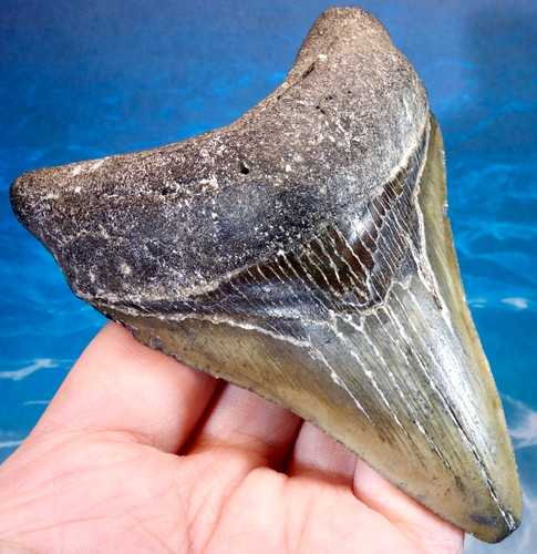 Large stunning megalodon - 4.05",