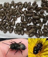 60 Blue Mason Bee Cocoons  2026  For Bee Hotel