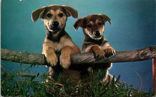 Posted two german shepherd - posted,