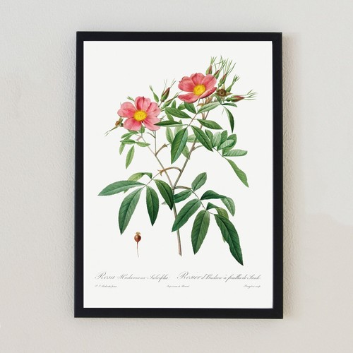 Vintage botanical illustration - botanical,