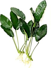 2x Anubias Barteri Large (20-30cm) Live Aquarium Aquatic Plants Fish Tank