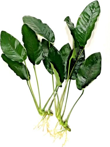 Anubias barteri large - anubias,