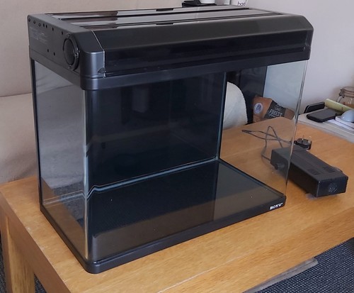 Boyu fish tank - fish, with
