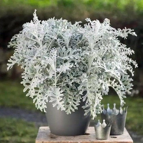 Silver dust cineraria - 2x,