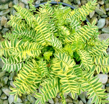 Jacobs Ladder Variegated Plant