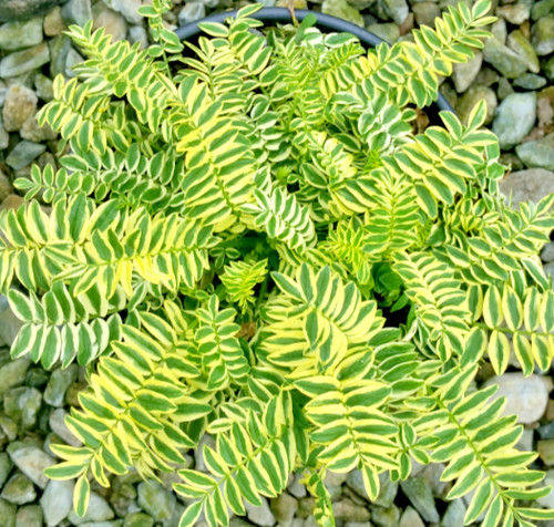 Jacobs ladder variegated plant - ladder,
