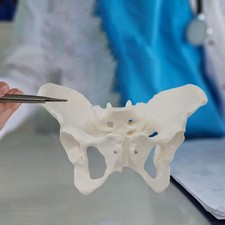 Female Pelvis Model  Science