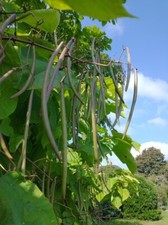 Catalpa Bignonioides Tree