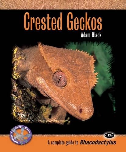 Crested geckos complete herp - geckos, (complete