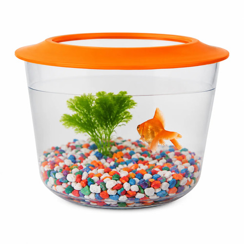 Pet living goldfish starter - goldfish,