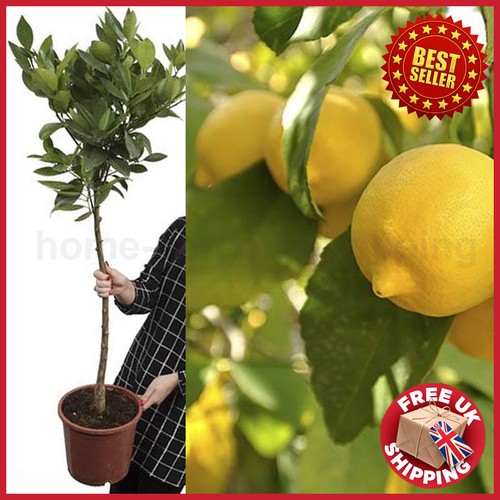 Big large lemon - ft, citrus