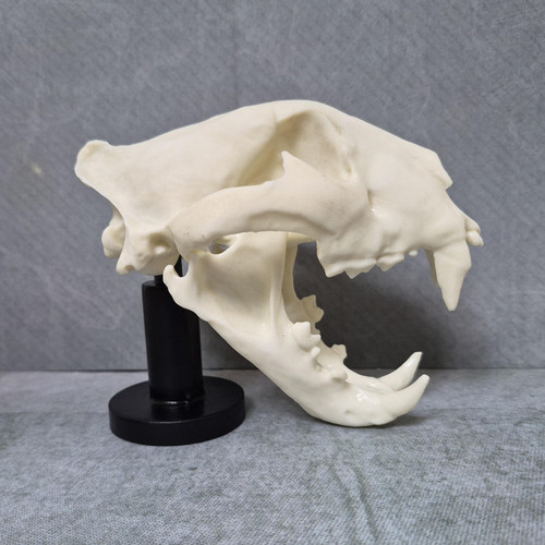 Resin bengal tiger - bengal, skull