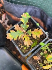 Brewer's Oak, Quercus, Oak, Garden, Ornamental , Bonsai med