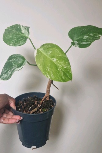 Monstera albo variegated - |,