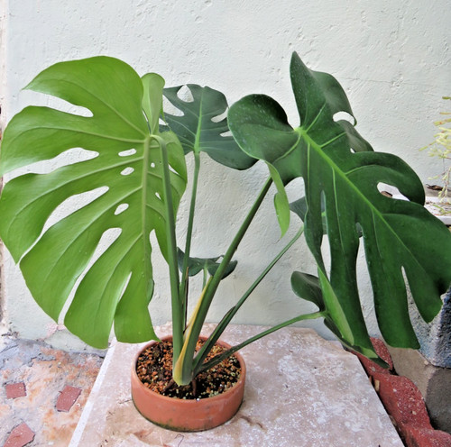 Monstera compacta mini - ,, live