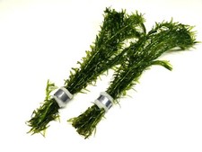 2x Elodea Densa Bunches Oxygenating Pond Weed Aquatic Live Plants Fish Tank
