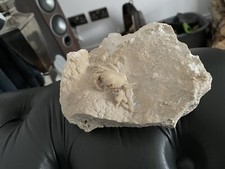 Fossil Crab (3.7 cm) Potamon sp - Anatolia,Turkey - Pleistocene