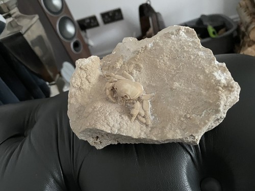 Fossil crab potamon - (3.7, cm)