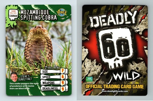Mozambique spitting cobra - spitting,