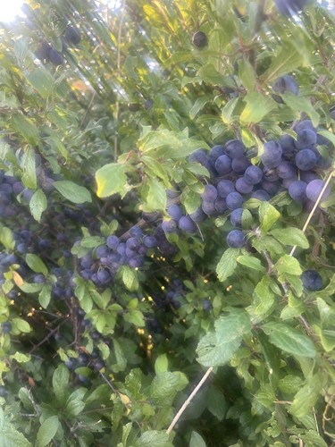 1lb fresh berries for making - ,,