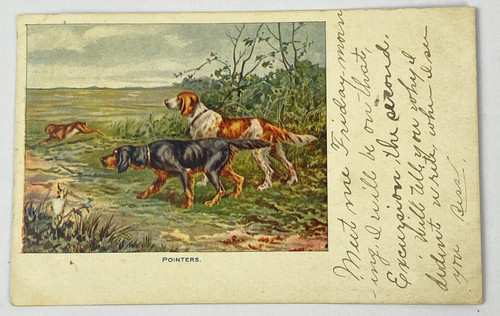 Pointer hunting dogs - pointer, postcard