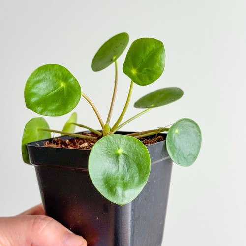 Pilea peperomioides chinese - peperomioides,