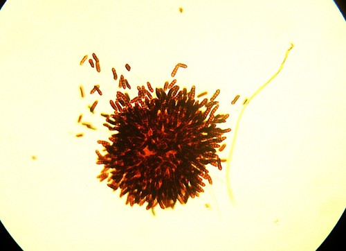 Antique microscope slide - ,