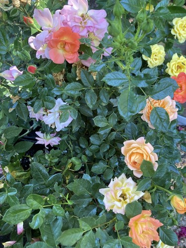 Mixed rose bushes 2 - x,