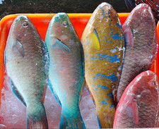 FRESH PARROT FISH 3KG (5 FISHES)
