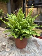 Boston Fern - 30cm tall - Nephrolepis exaltata - 12cm pot