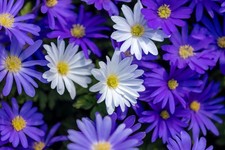 Anemone Blanda MIX Flower