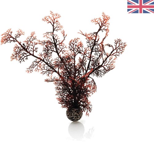 Crimson sea fan plant - crimson,
