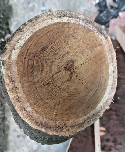Large laburnum log for - log,