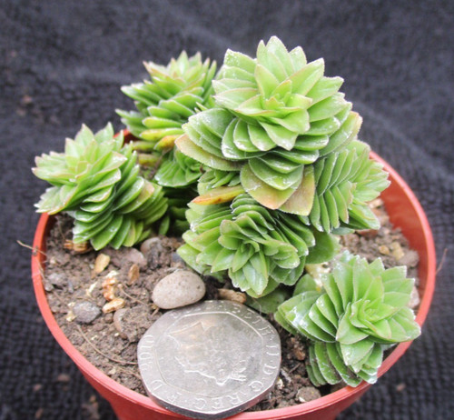 Crassula starburst - crassula,