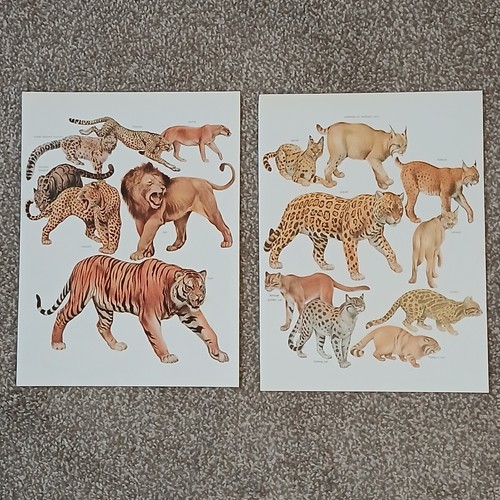 Vintage 1984 wild animals big - 1984,
