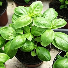 Herb – Basil 'Genovese' Plug