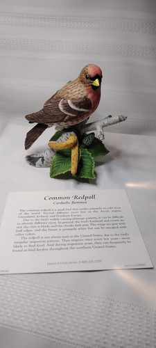Lenox common redpoll - lenox, garden