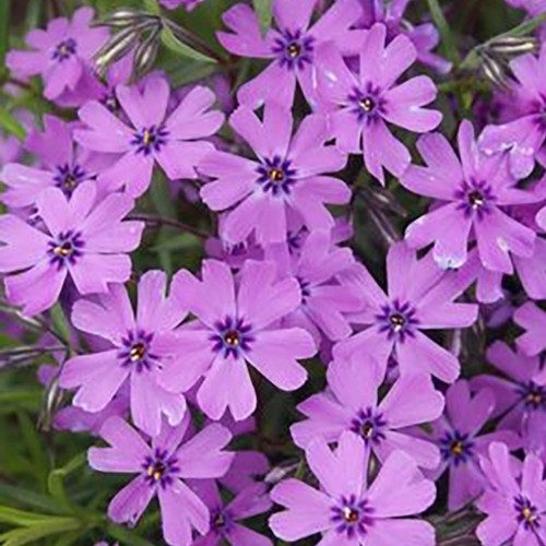 Phlox plug plants garden - plug,