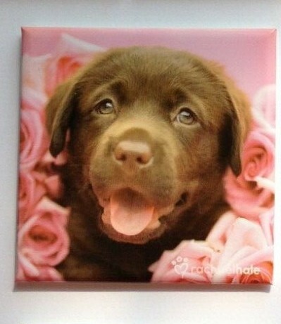Dog puppy kitten - x, dog/puppy