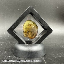 Genuine Cretaceous Amber with