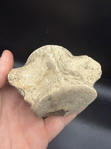 Quality cetacean vertebra - quality,