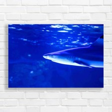 Tropical Sea Fish Lone Shark