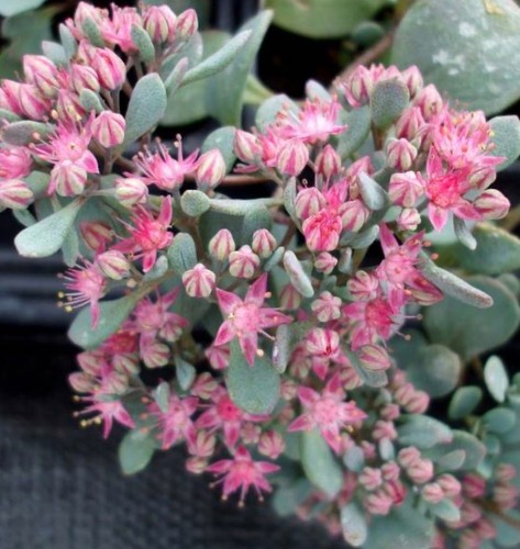 Sedum coca cola 9cm - 'coca,