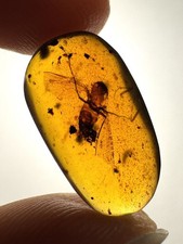 Burmese Amber Burmite Insect