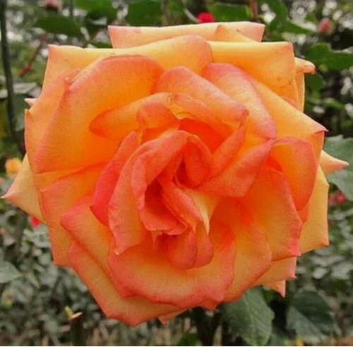 Pcs rare orange rose flower - pcs,