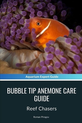 Bubble tip anemone care guide - tip,